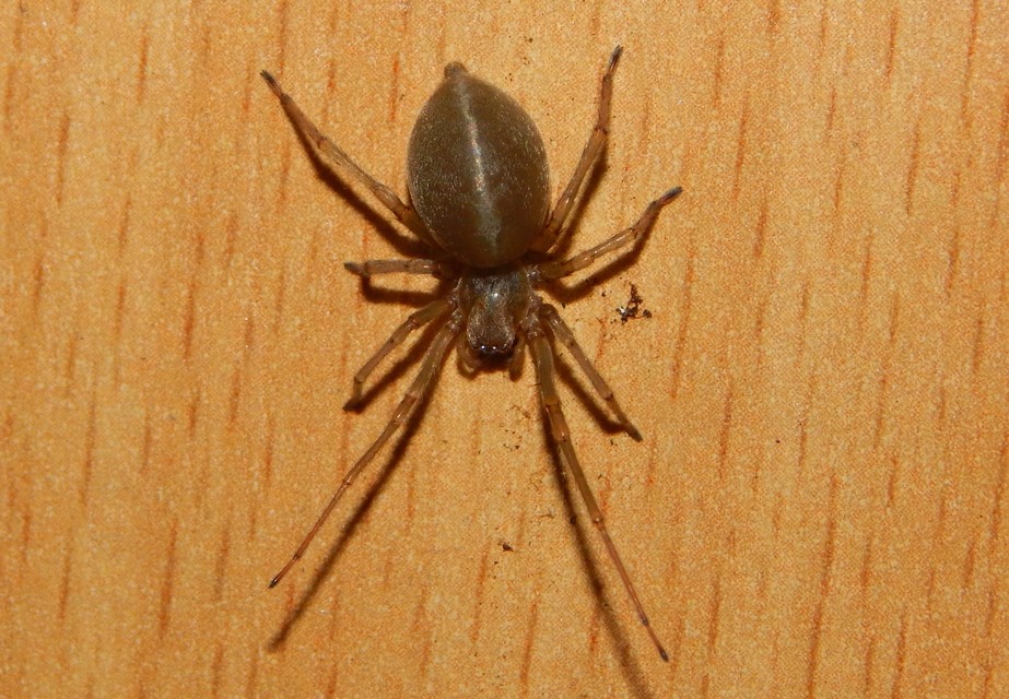 Cheiracanthium