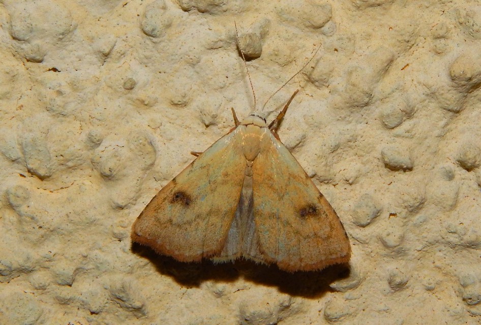 Rivula sericealis - selymes lórombagoly