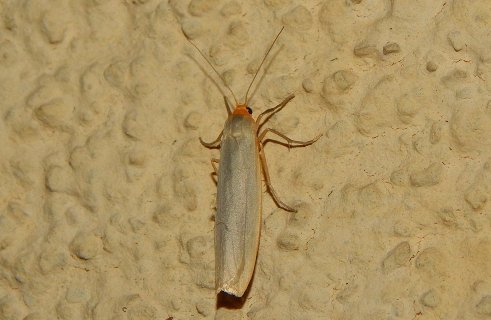 Eilema