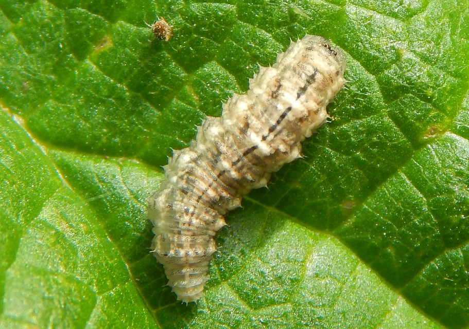 Syrphidae - zengőlegyek