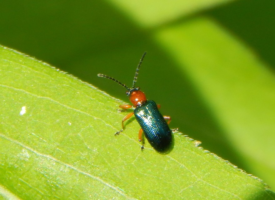Oulema melanopus/duftschmidi