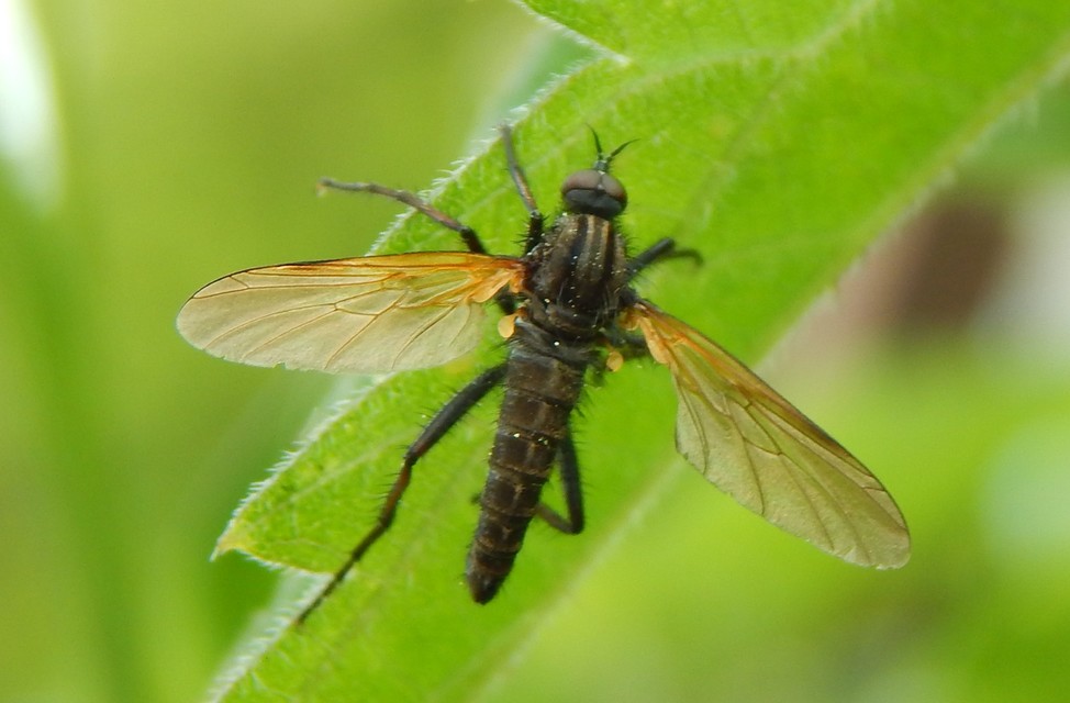 Empis