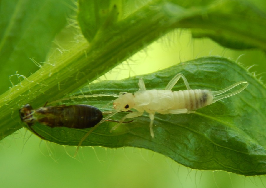 Forficula auricularia - közönséges fülbemászó