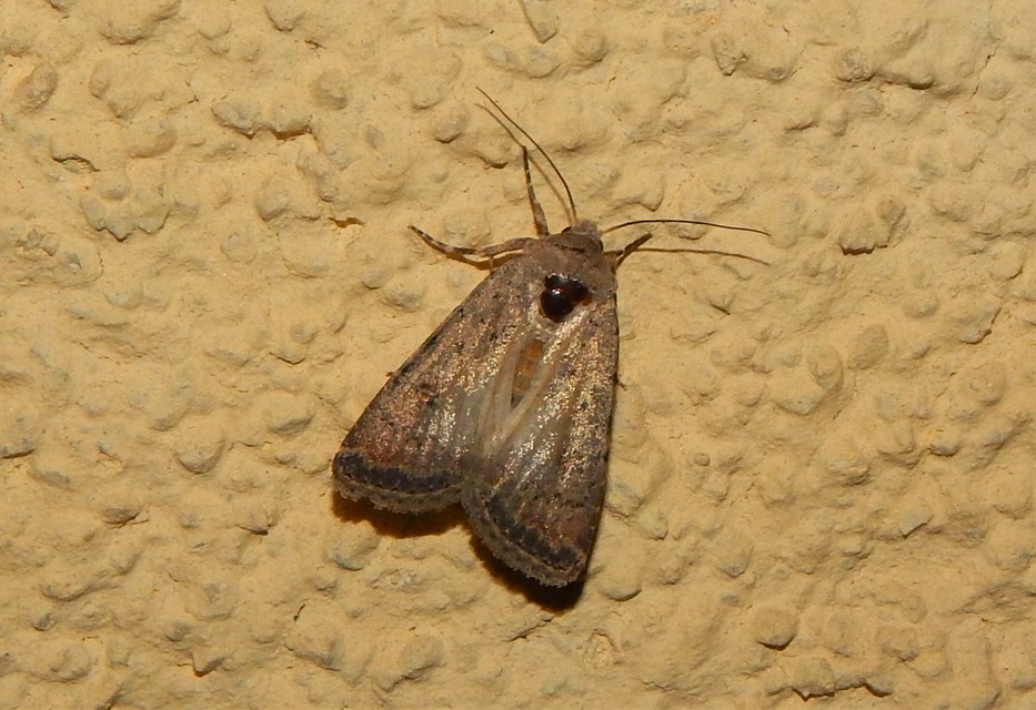 Paradrina clavipalpis - közönséges selymesbagoly