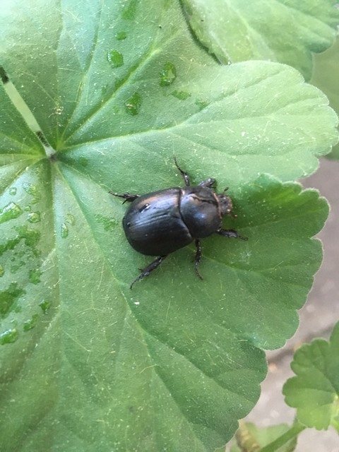 Pentodon idiota - butabogár