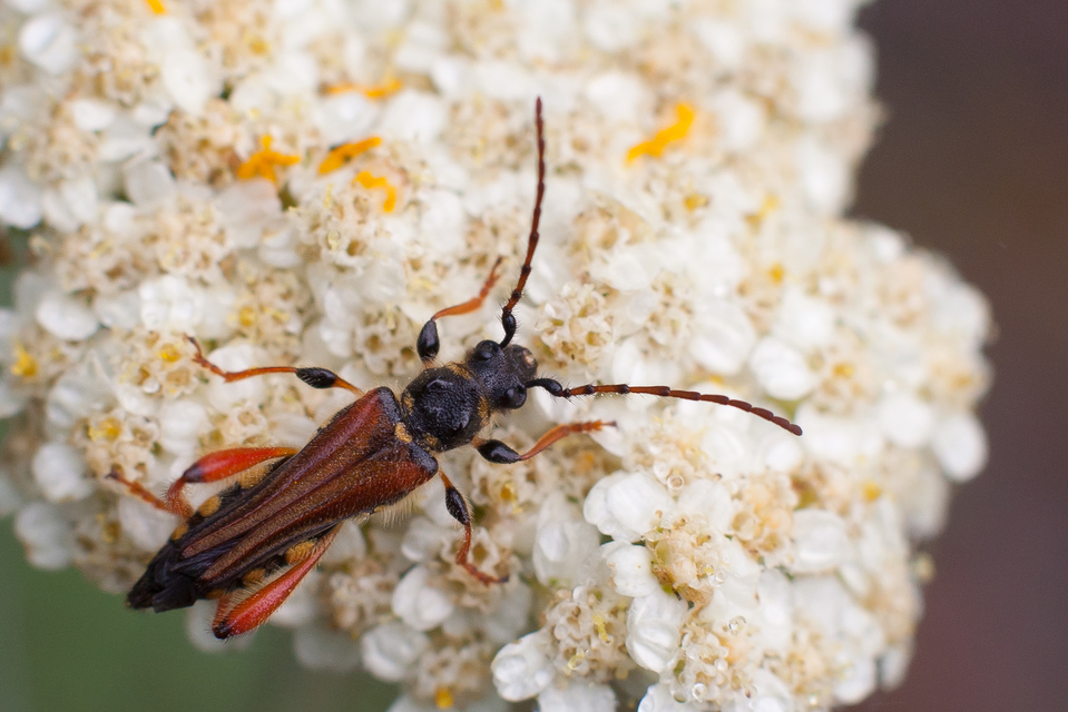 Stenopterus rufus - tarkacsápú keskenyfedőscincér
