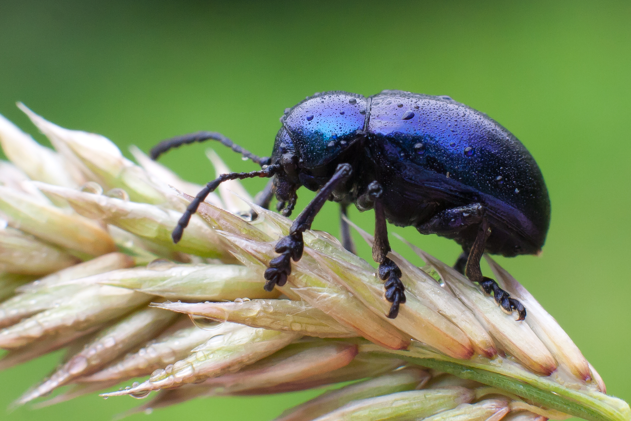 Chrysochus asclepiadeus - tündöklő méreggyiloklevelész