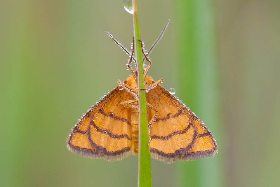 Idaea aureolaria - aranyos sávosaraszoló