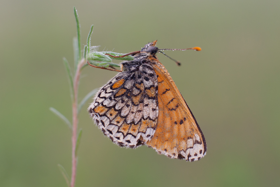 Melitaea cinxia - réti tarkalepke
