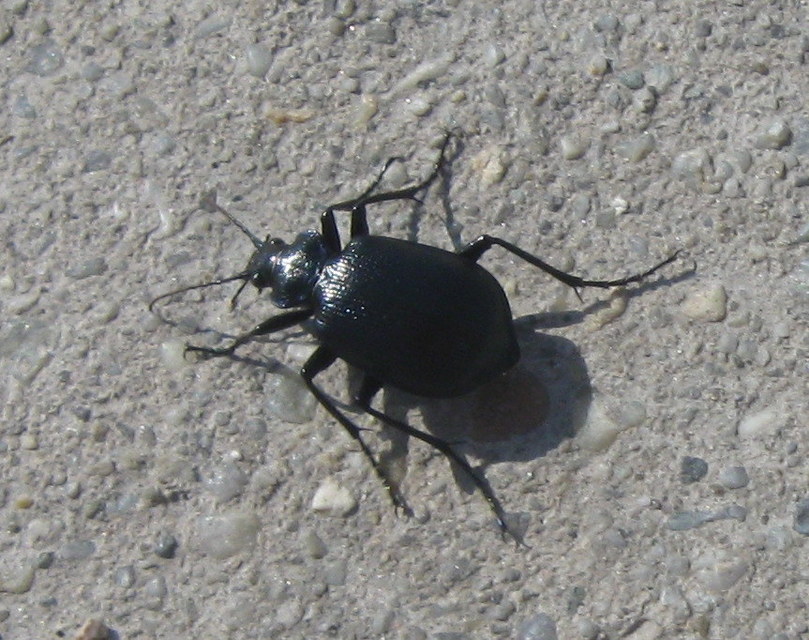 Calosoma inquisitor - kis bábrabló
