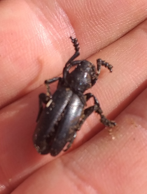 Dorcadion aethiops - fekete gyalogcincér