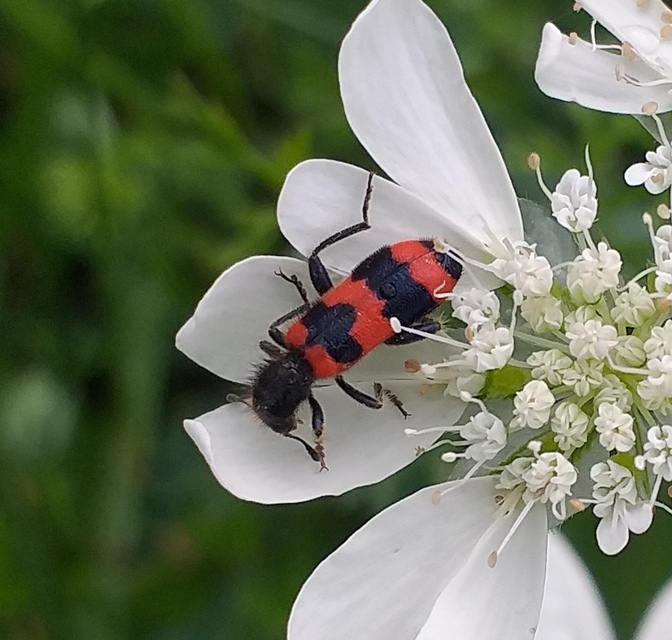 Trichodes apiarius - szalagos méhészbogár