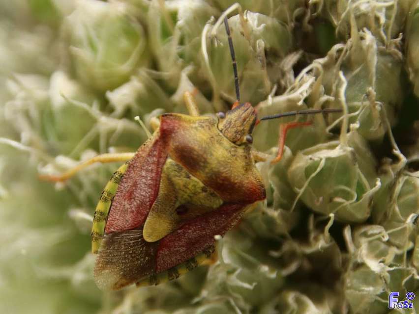 Carpocoris Carpocoris
