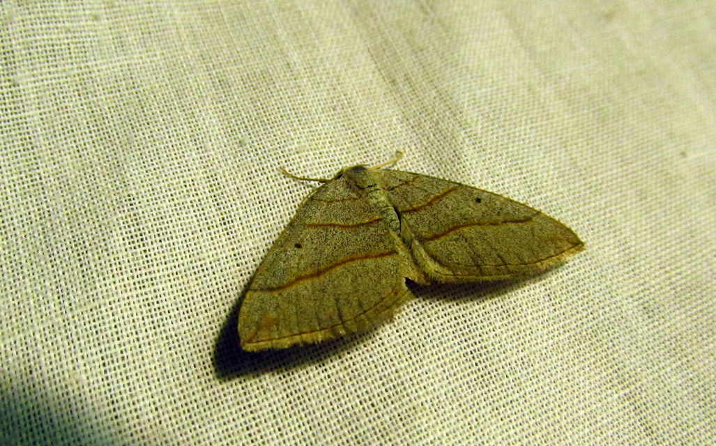 Scotopteryx luridata - háromcsíkos araszoló