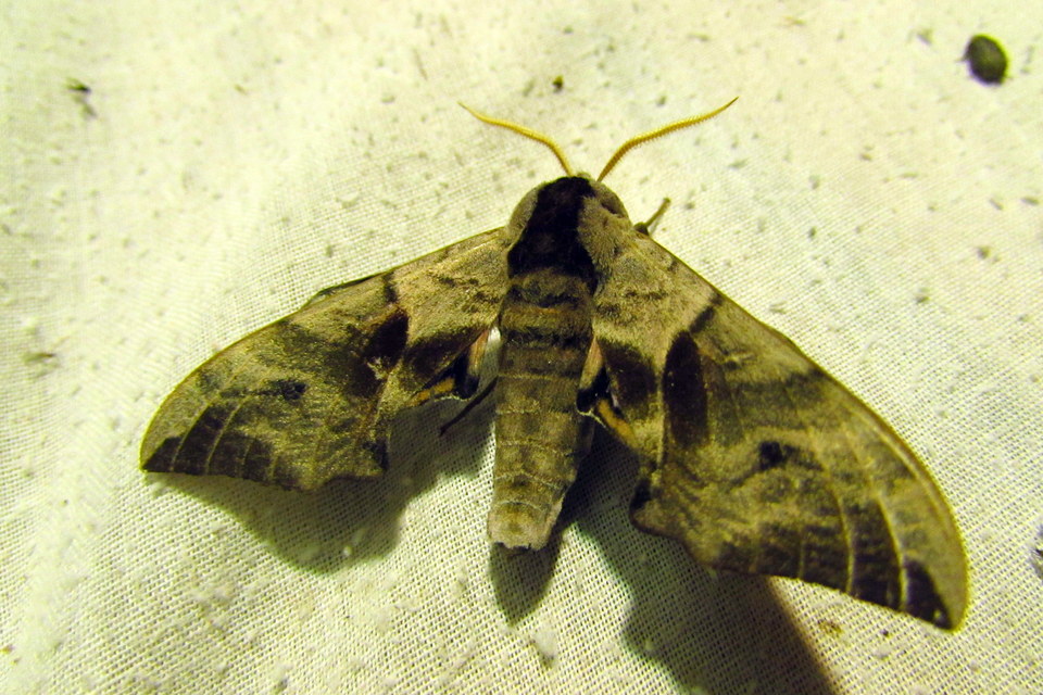 Smerinthus ocellatus - esti pávaszem
