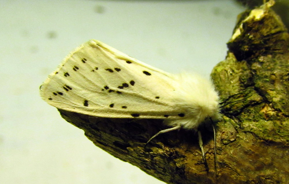 Spilosoma lubricipedum - tejszínű medvelepke