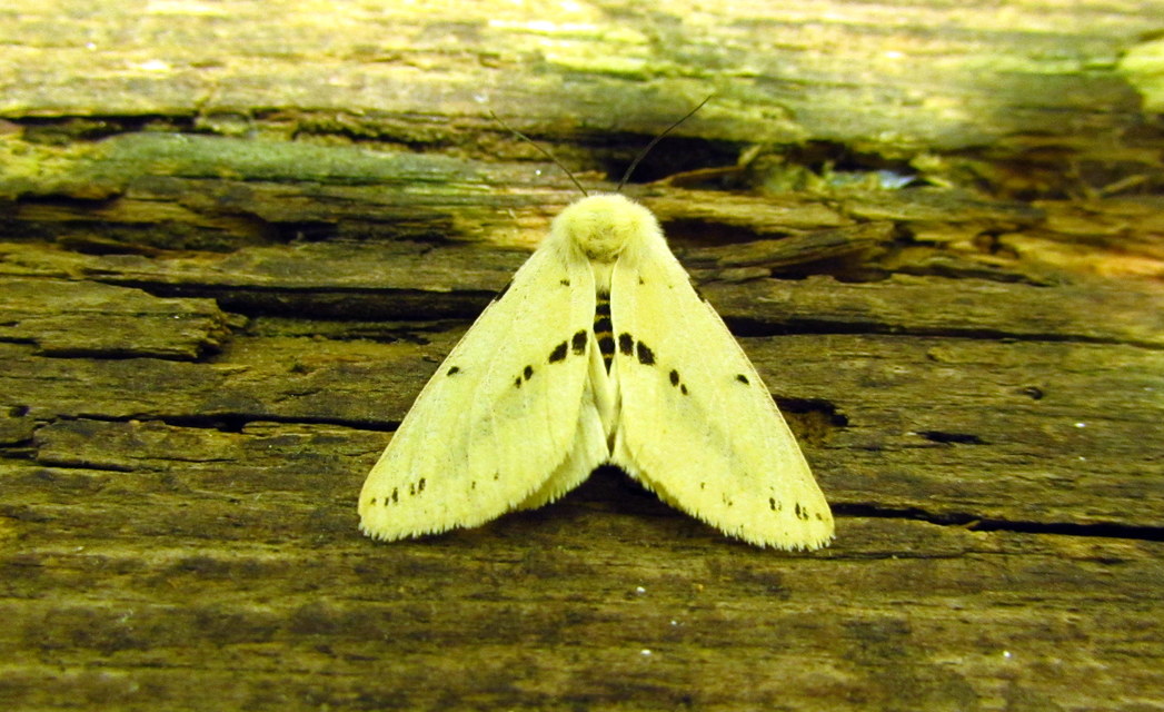 Spilarctia lutea - sárgás medvelepke