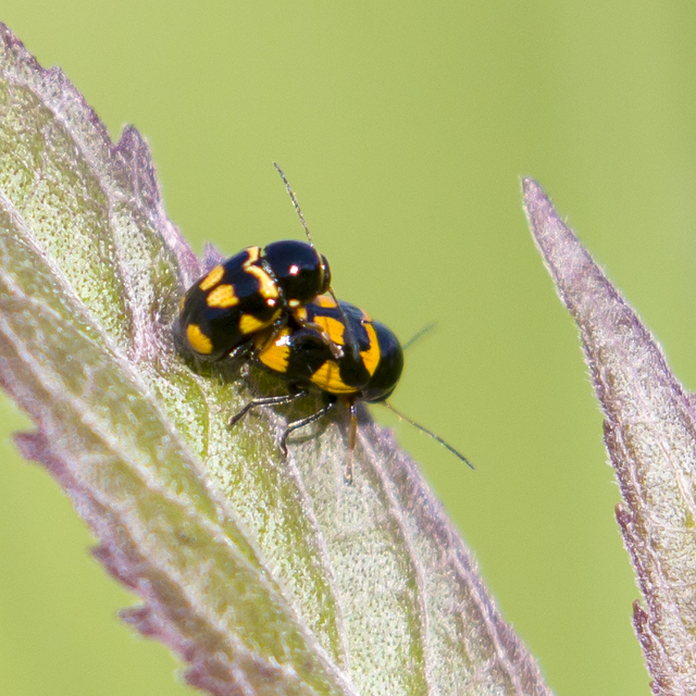 Cryptocephalus anticus - réti zömökbogár