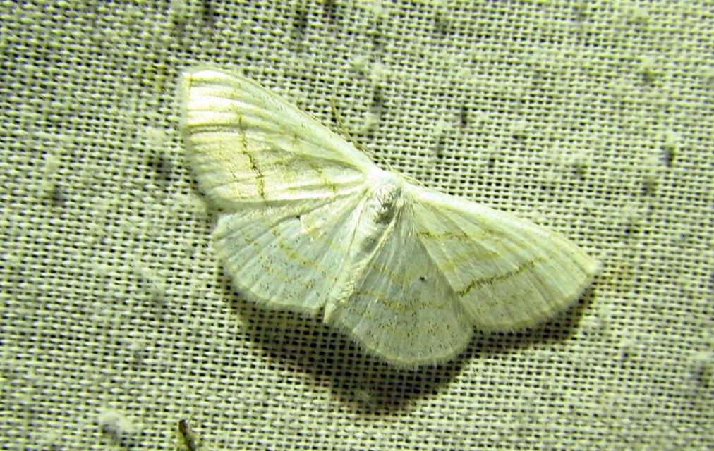Scopula caricaria - mocsári fehéraraszoló