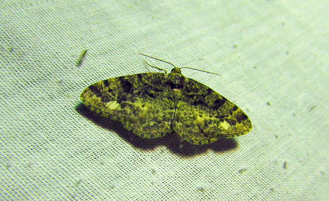 Parectropis similaria - barna zuzmóaraszoló