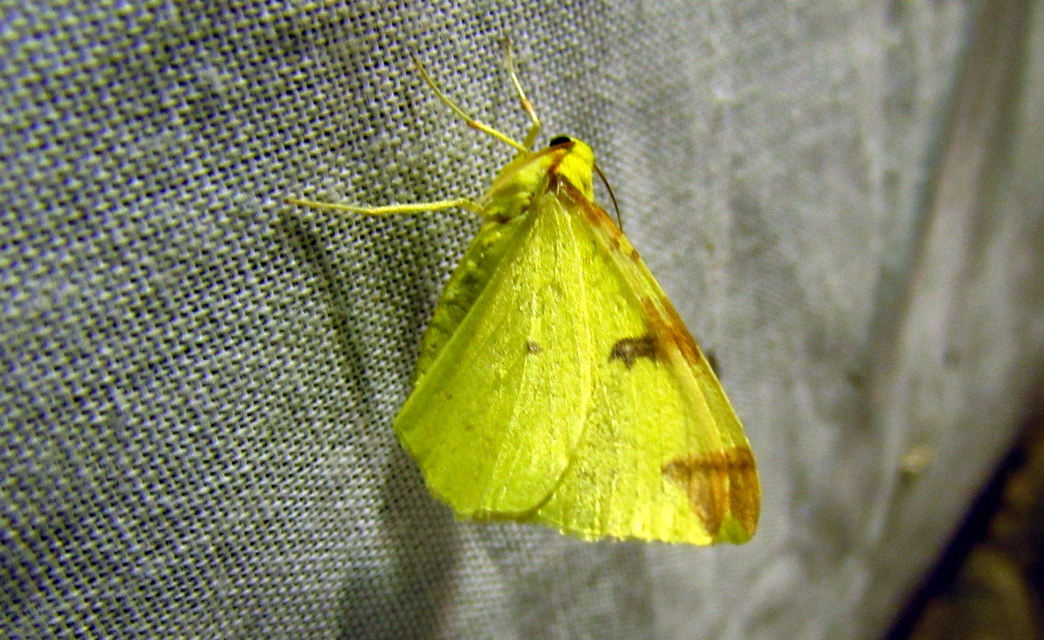 Opisthograptis luteolata - citromsárga araszoló