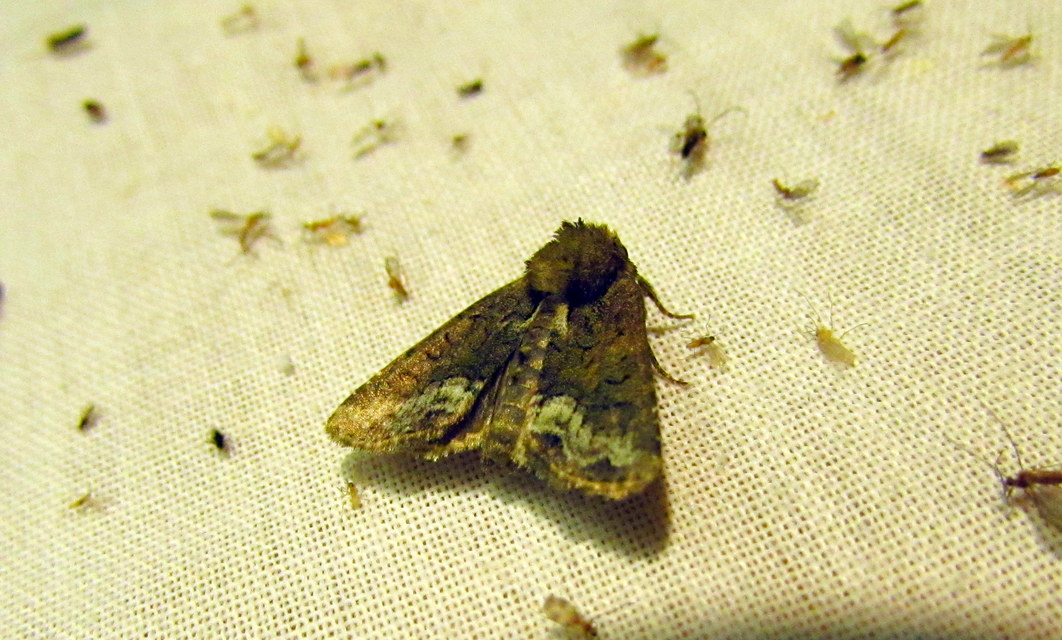 Oligia latruncula - fekete dudvabagoly