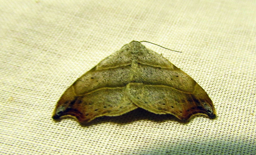 Laspeyria flexula - zuzmóbagoly