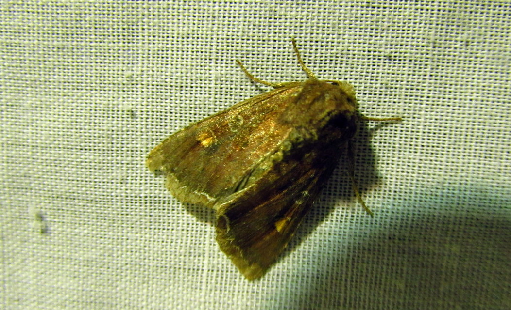 Lacanobia oleracea - saláta-kertibagoly