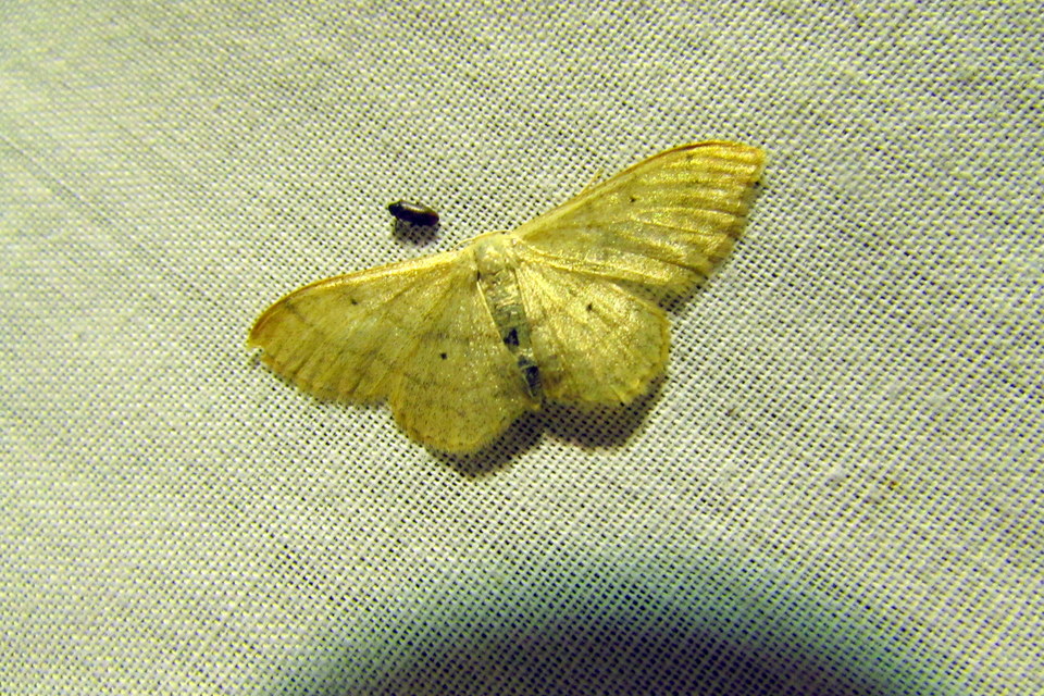 Idaea straminata - szalmasárga sávosaraszoló