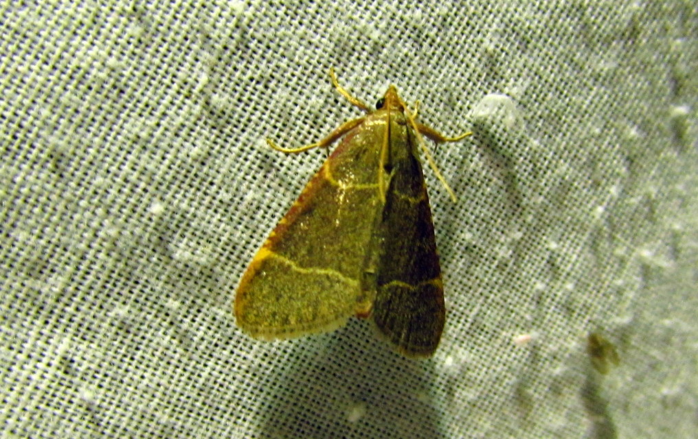 Hypsopygia glaucinalis - rezes fényilonca
