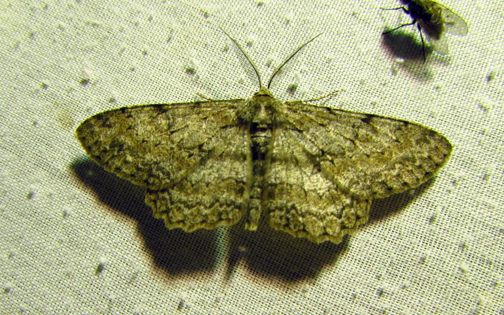 Hypomecis punctinalis - pettyes faaraszoló