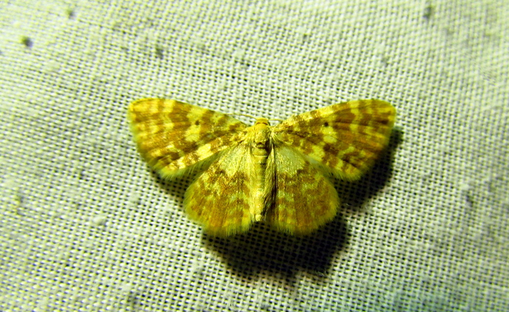 Hydrelia flammeolaria - narancssárga araszoló