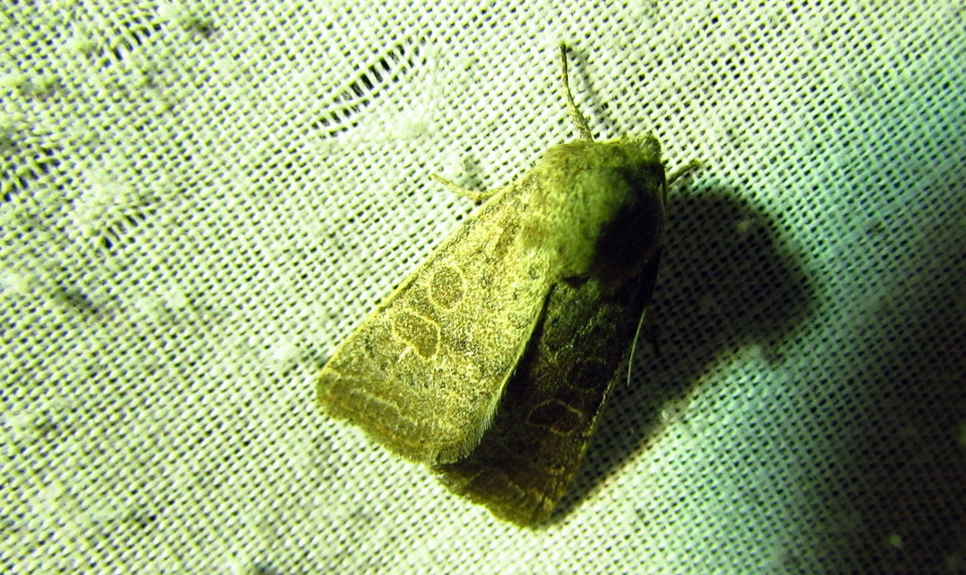 Hoplodrina ambigua - tömeges selymesbagoly