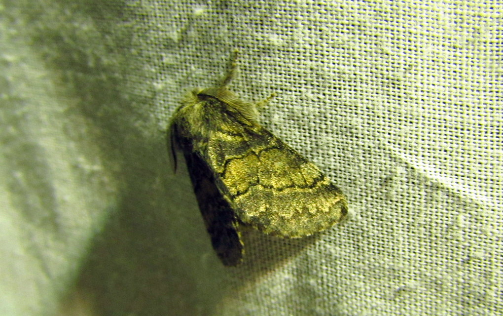 Gluphisia crenata - kormos púposszövő