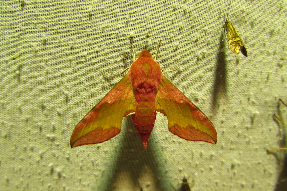 Deilephila porcellus - piros szender