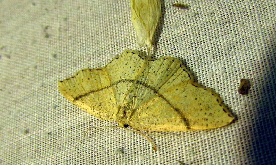 Cyclophora punctaria - sávos pettyesaraszoló