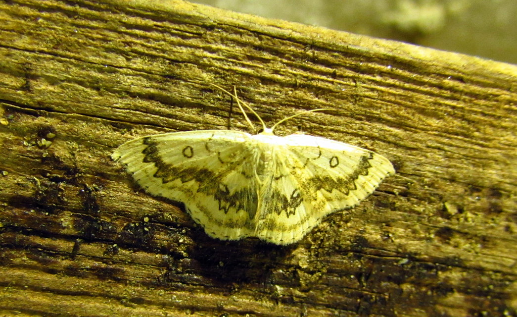 Cyclophora annularia - gyűrűs pettyesaraszoló