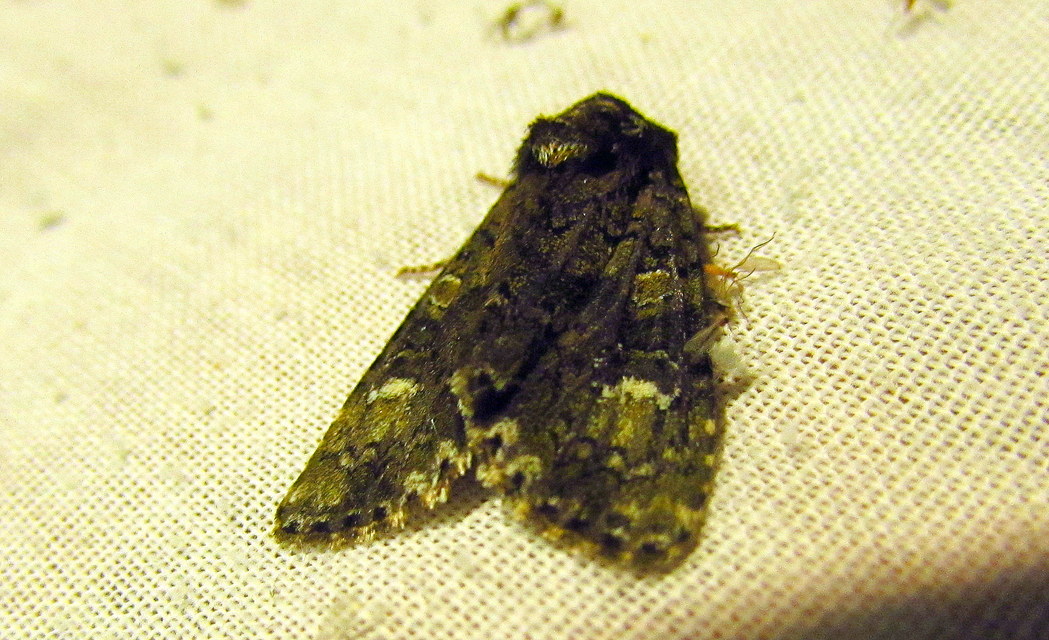 Craniophora ligustri - fagyalbagoly
