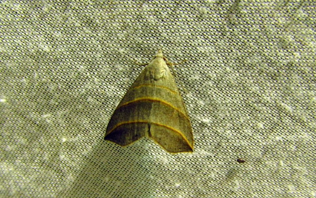 Colobochyla salicalis - háromsávos törpebagoly
