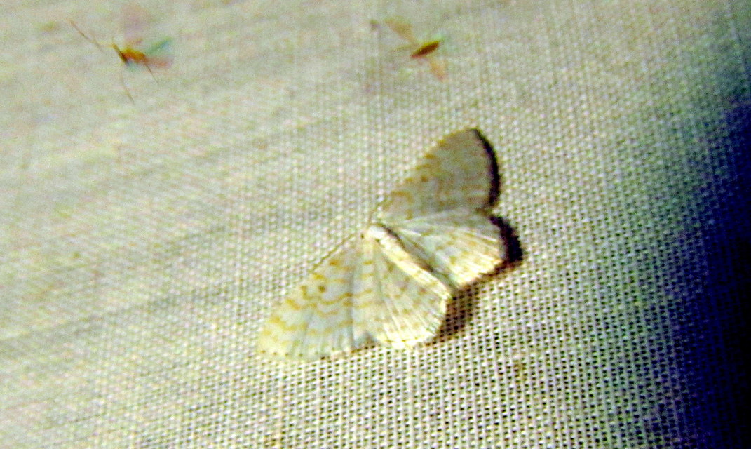 Asthena albulata - gyertyán-fehéraraszoló