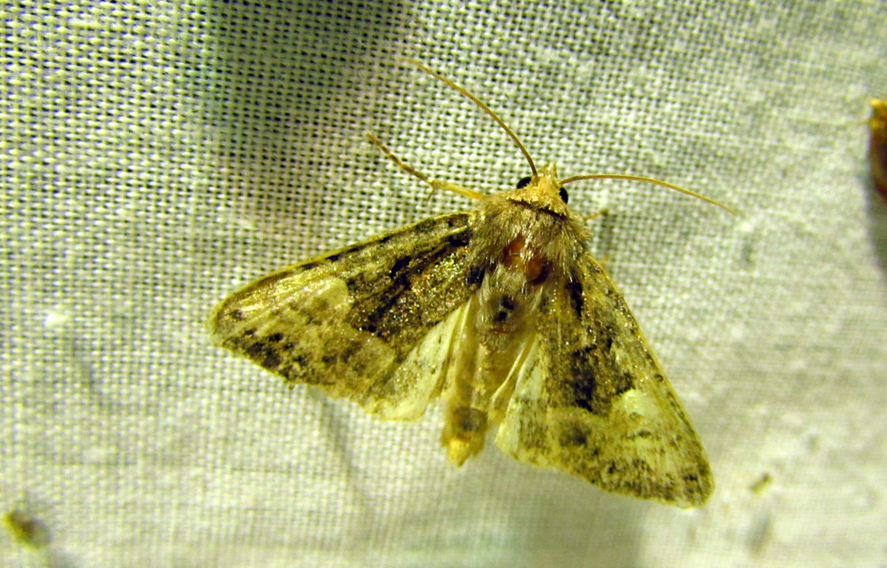 Euplexia lucipara - szeder-csipkésbagoly