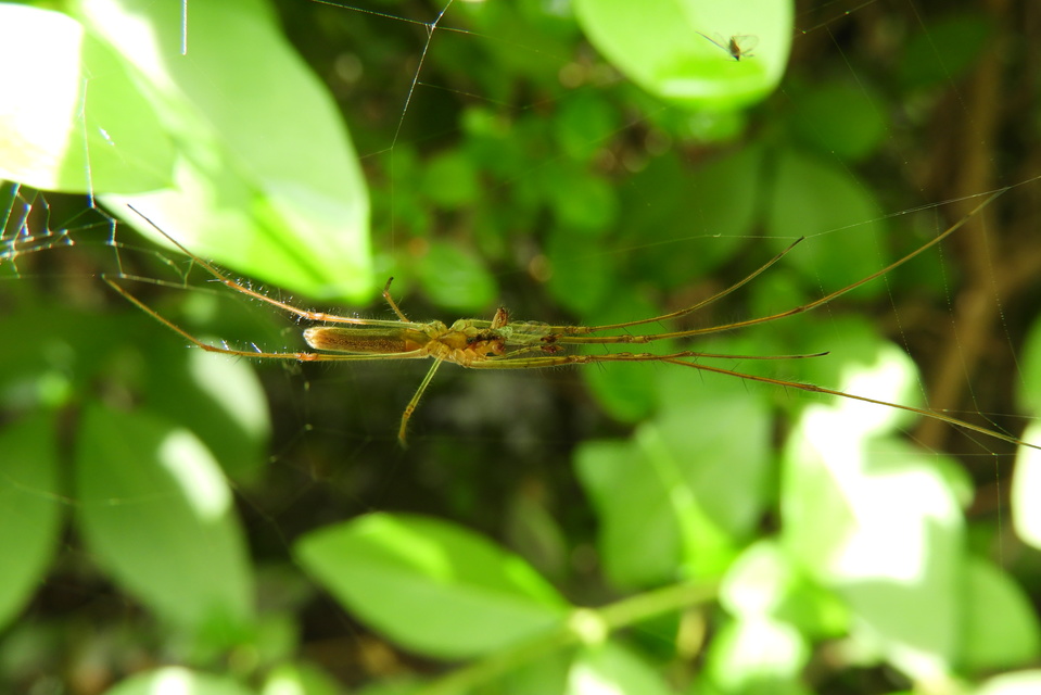 Tetragnatha