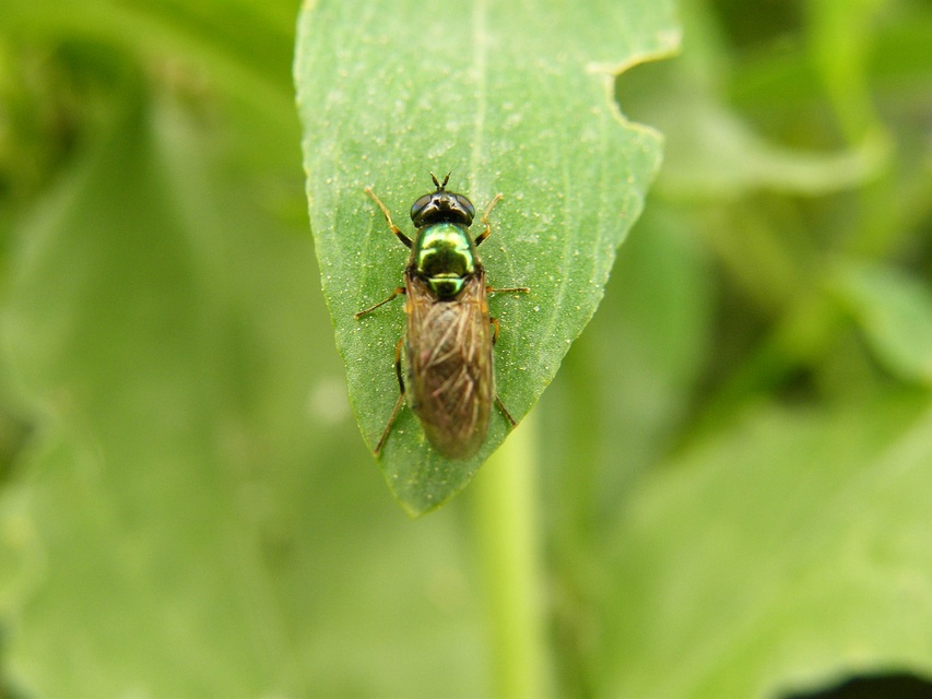 Stratiomyidae - katonalégyfélék