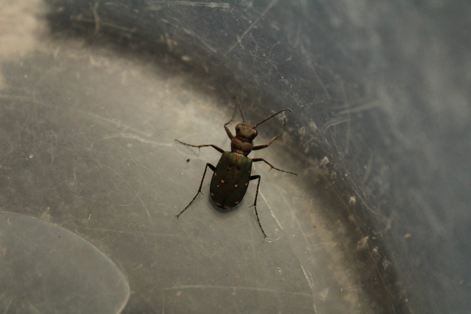 Cicindela campestris - mezei homokfutrinka