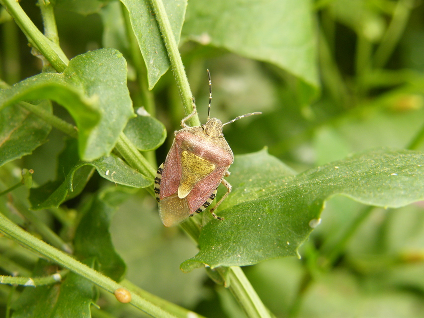 Dolycoris baccarum - közönséges bogyómászó-poloska Dolycoris baccarum - közönséges bogyómászó-poloska
