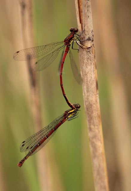 Pyrrhosoma nymphula interposita - vörös légivadász