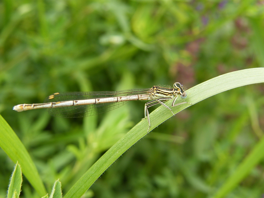 Platycnemis pennipes - széleslábú szitakötő