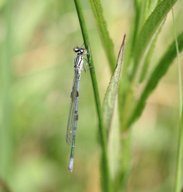 Coenagrion puella - azúrkék légivadász