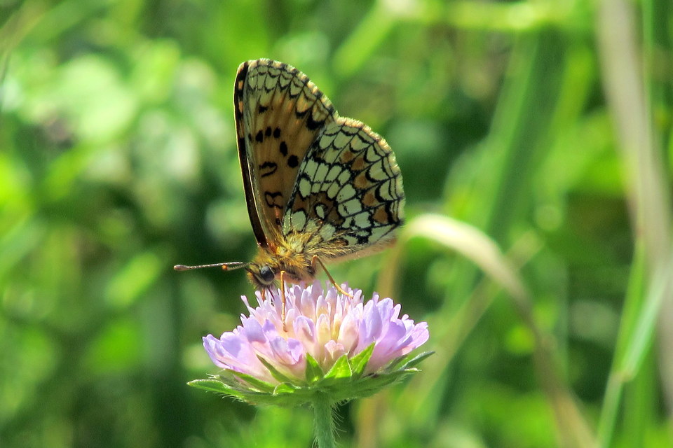 Melitaea athalia - közönséges tarkalepke