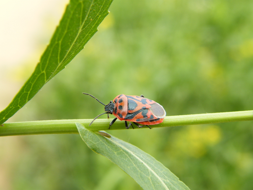 Eurydema ornata - díszespoloska Eurydema ornata - díszespoloska